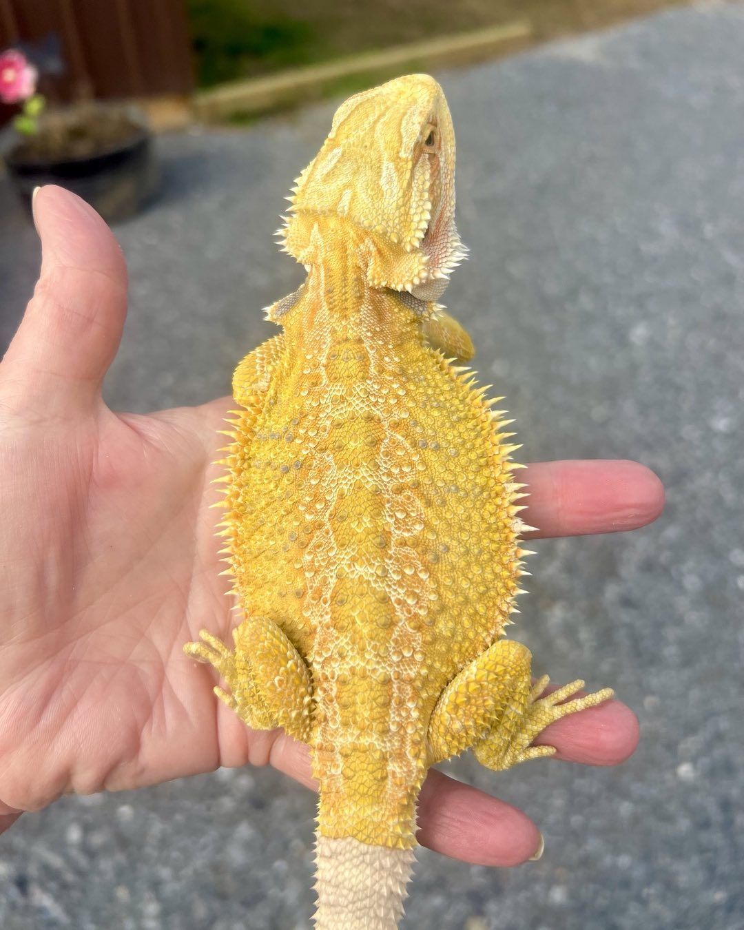 draggintailstammy_1694557484464