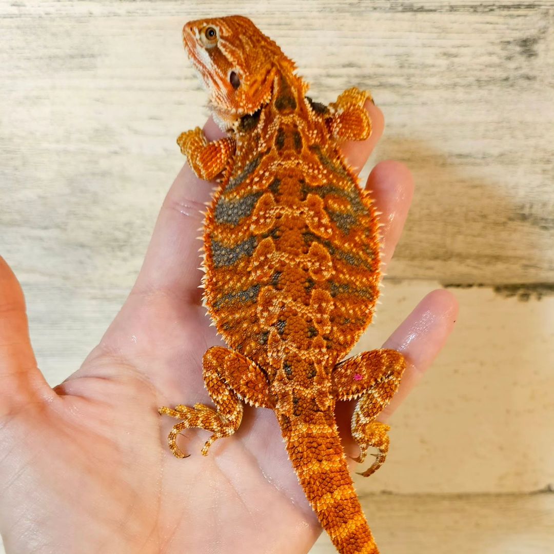 barbed_reptiles_llc_1703843248934